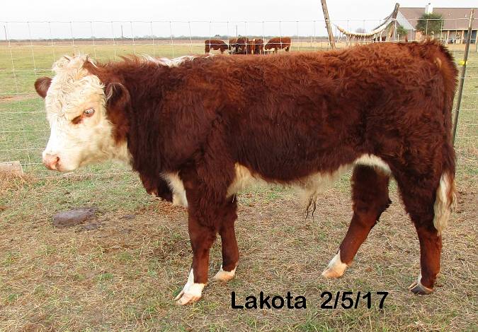 Lakota 02/2017